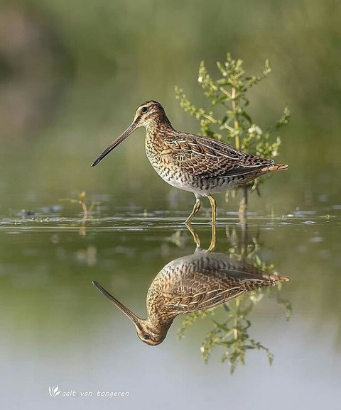 redshank, ecosystem वॉलपेपर