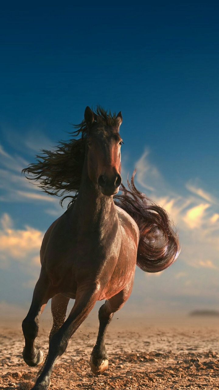 horse