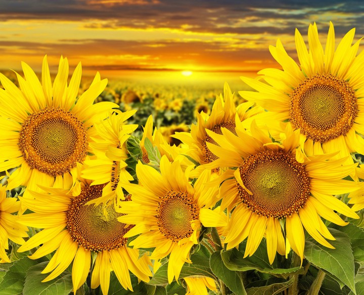 ☀️☀️☀️
