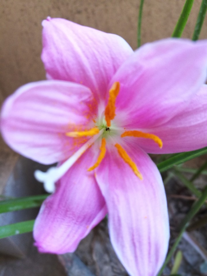 pink