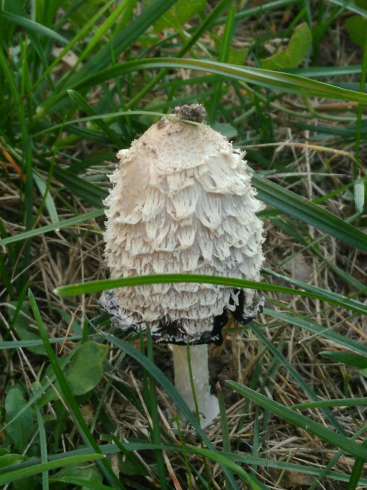 mushroom