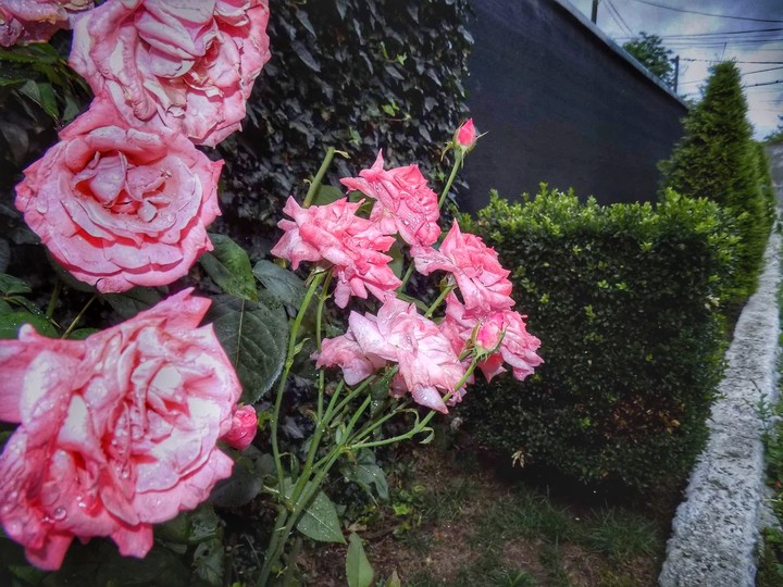 rose