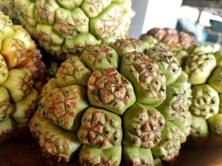 The Mysterious Fruit