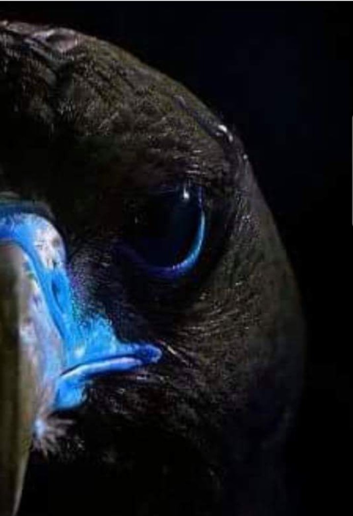 MOTAGUA