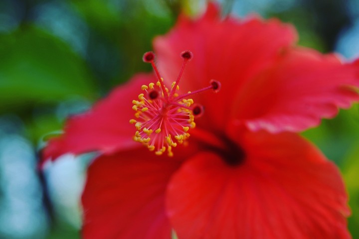 flower