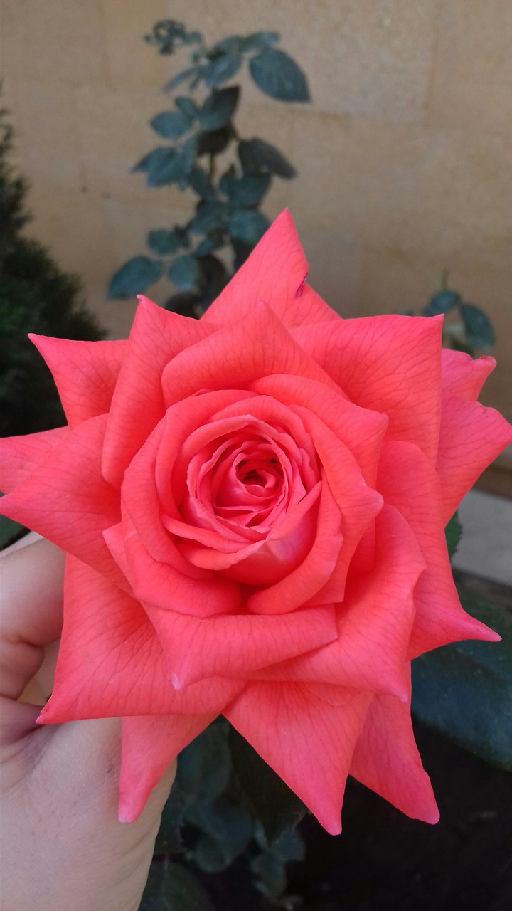 rose
