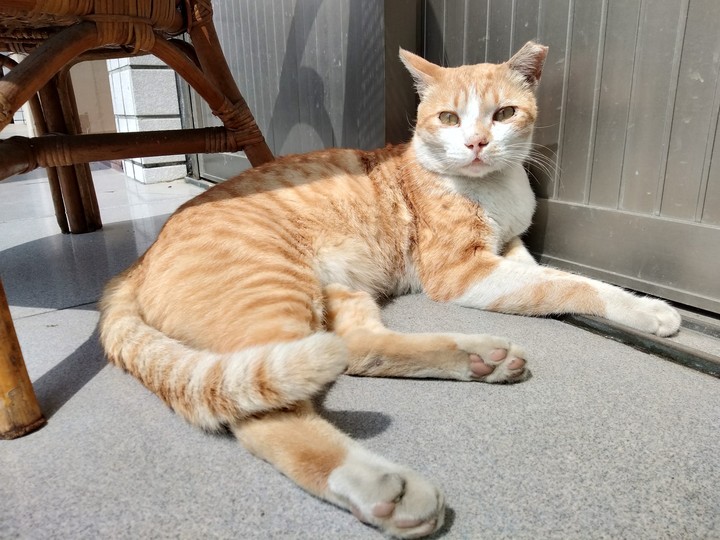 cat
