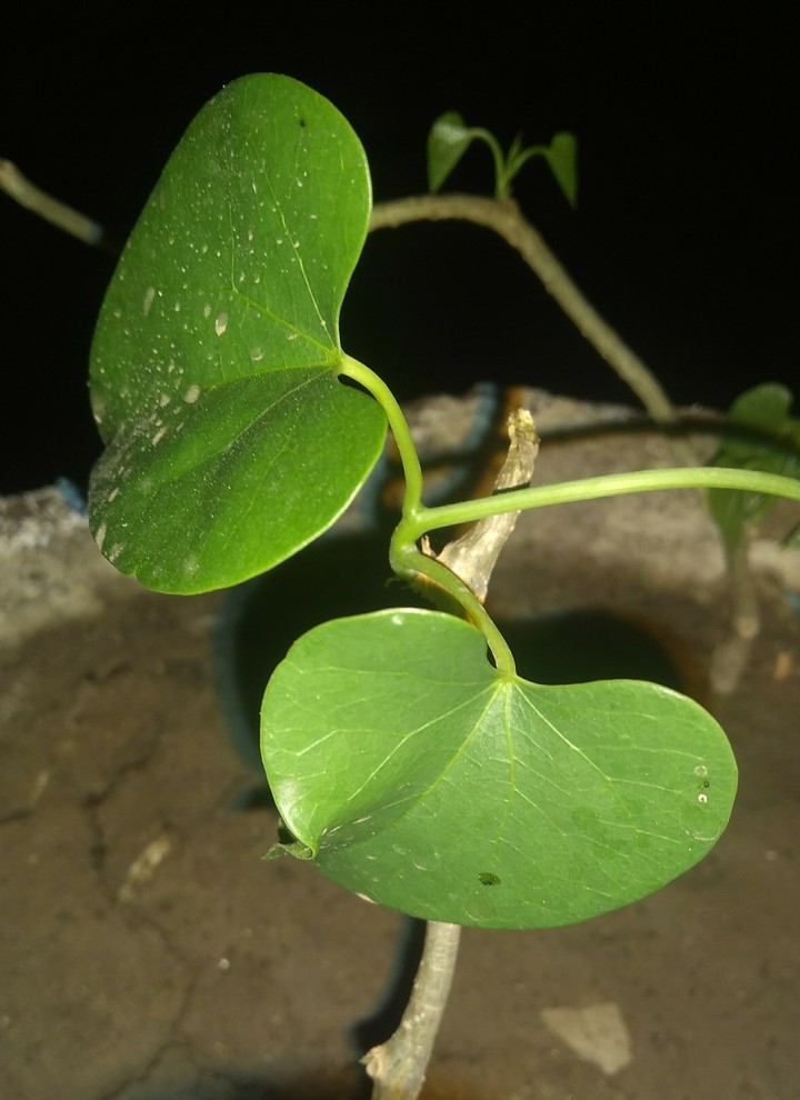 antioxidant plant