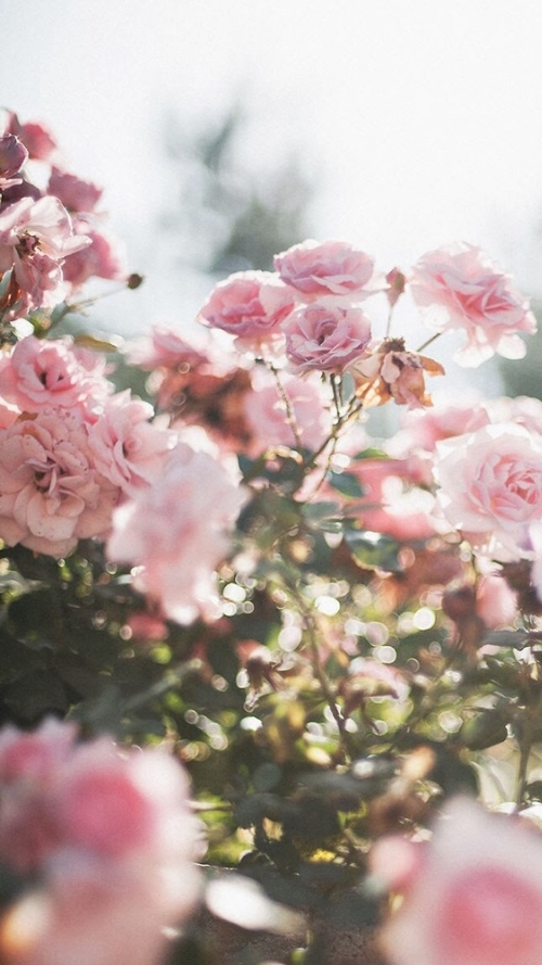 roses