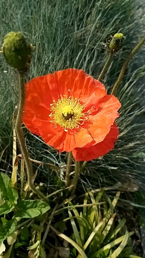 바람앞에 흔들리는 양귀비꽃