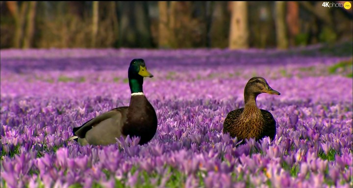 YEEEEEEAH. DUCKS