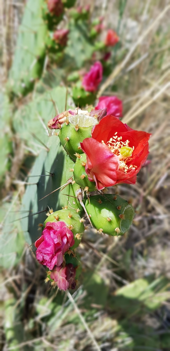 a cactus :)