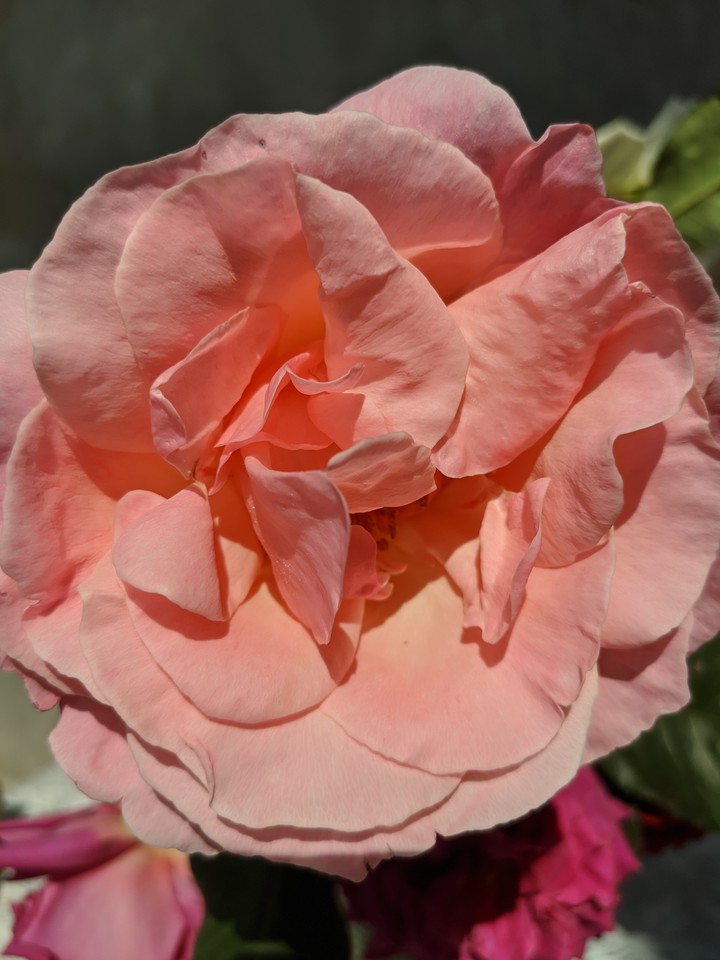 Not just a rose