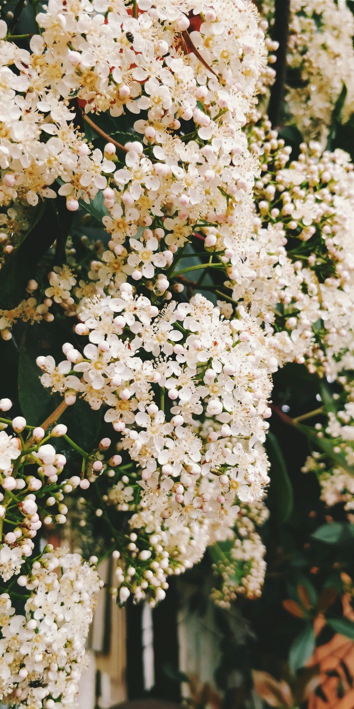 complete beige blossoms