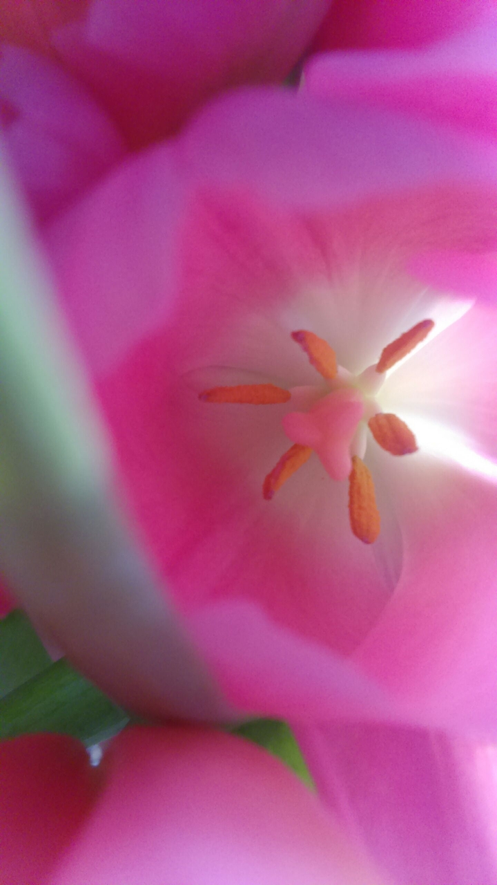 tulipan