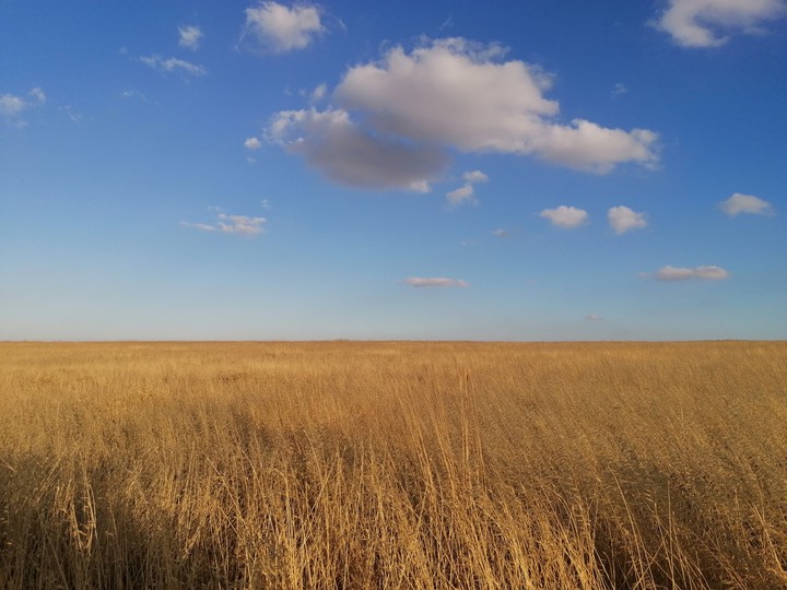 yellow wheat