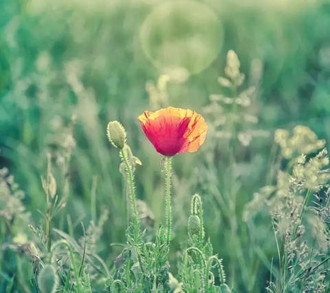 beautiful flower in morning ❤️