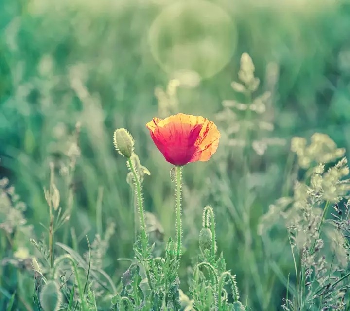 beautiful flower in morning ❤️