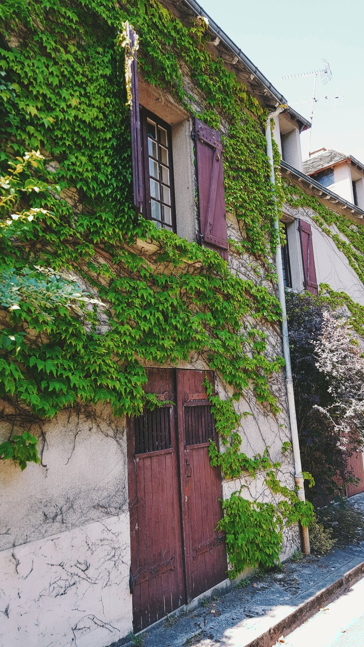 Vines