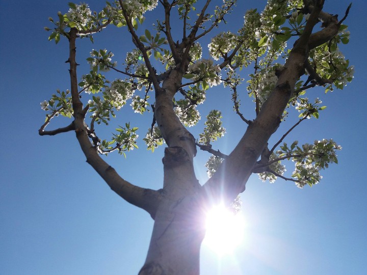 A beautiful pear tree