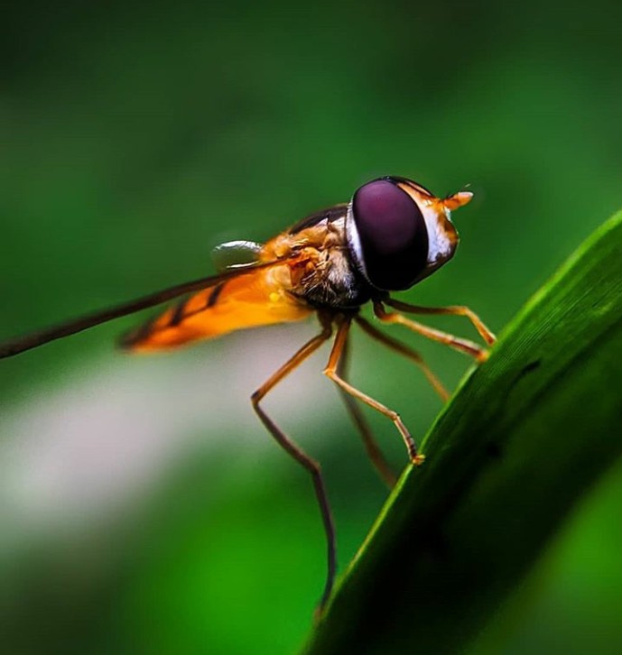 dragon fly