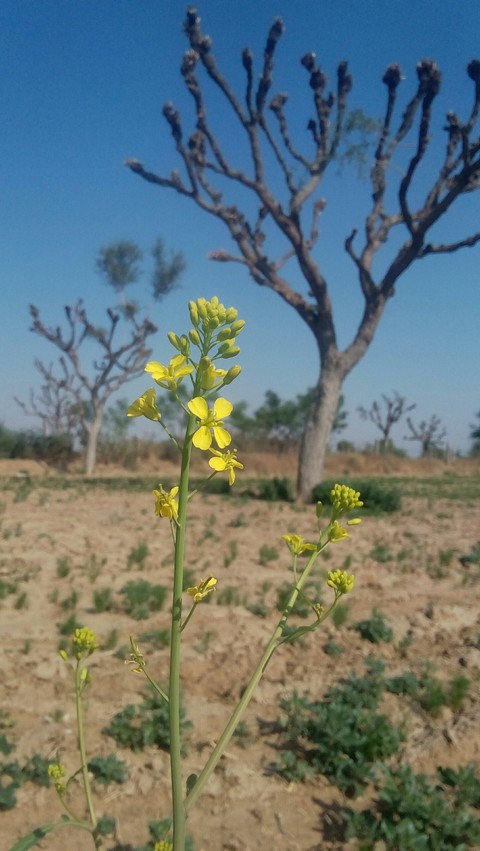 captured by Gionee
