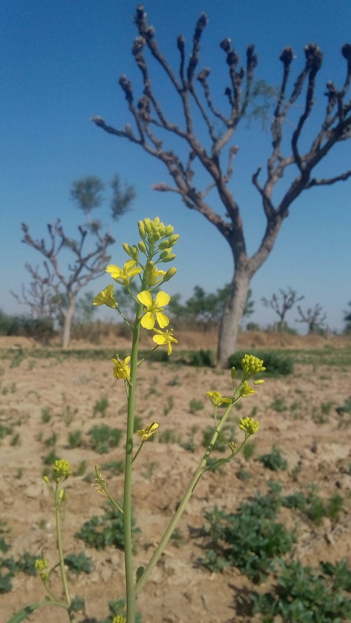 captured by Gionee