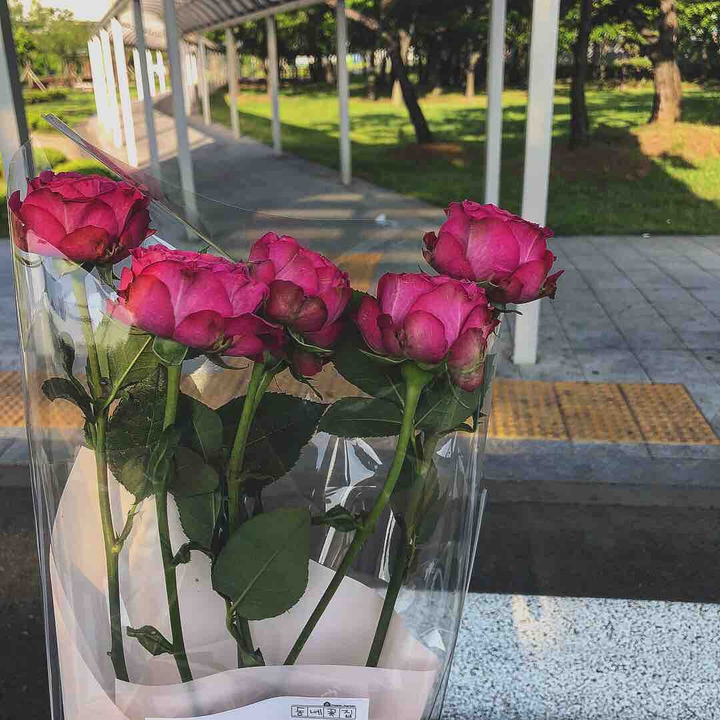 Rose
