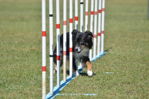 The Border Collie Because There Is No Better Dog