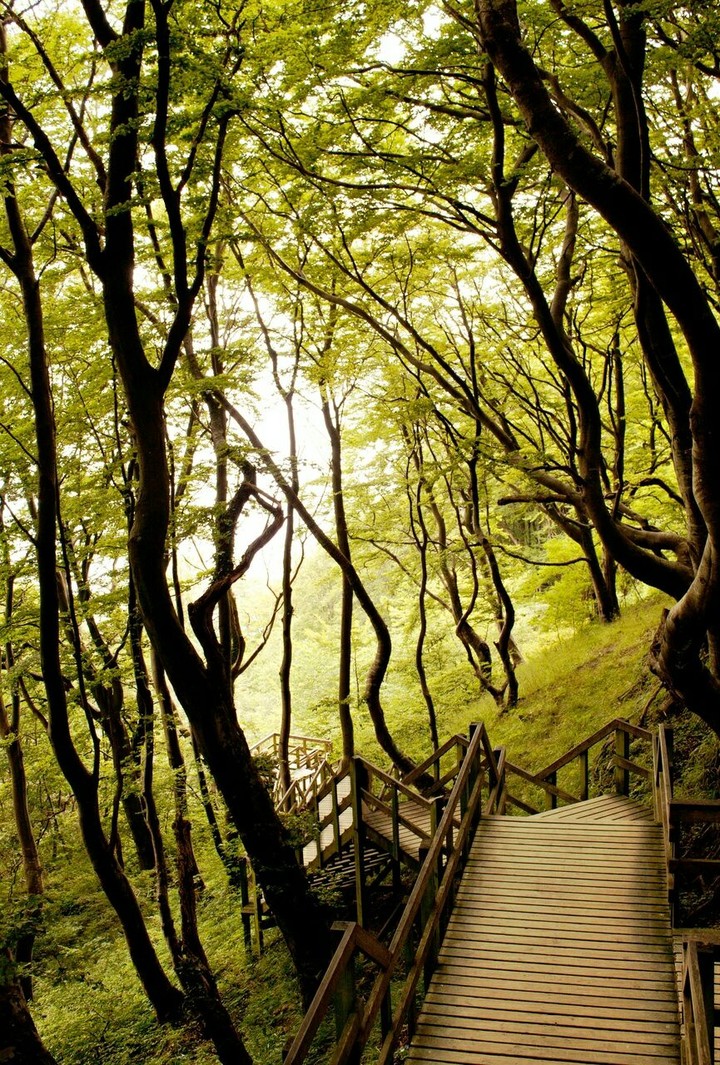 the tree way