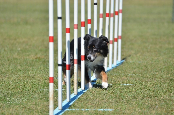 The Border Collie Because There Is No Better Dog