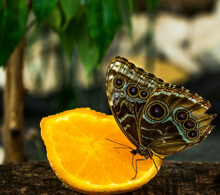 hungry butterfly