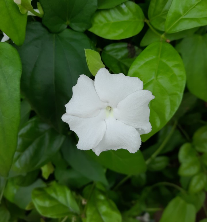 Blossom of White on Green