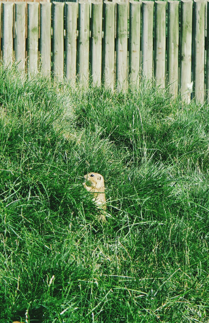 baby gopher