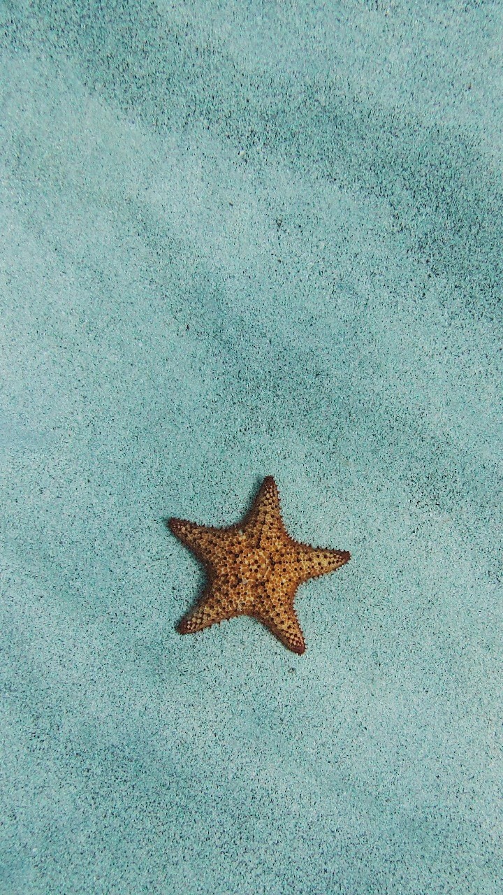 starfish