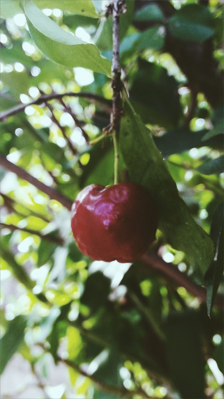 Fruit