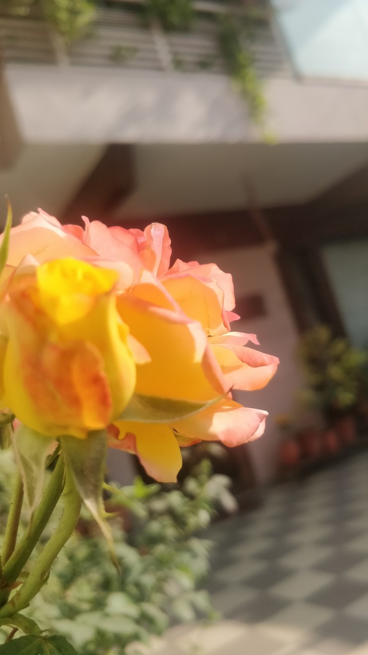 Orange Rose