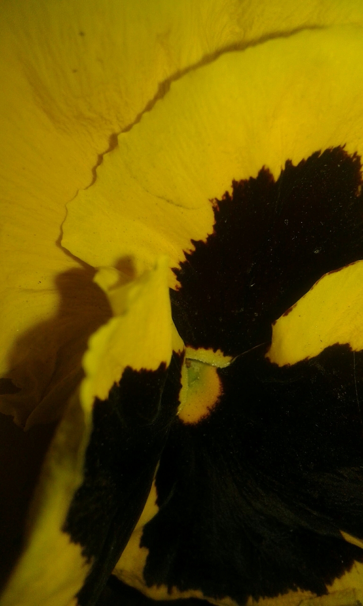flower yellow