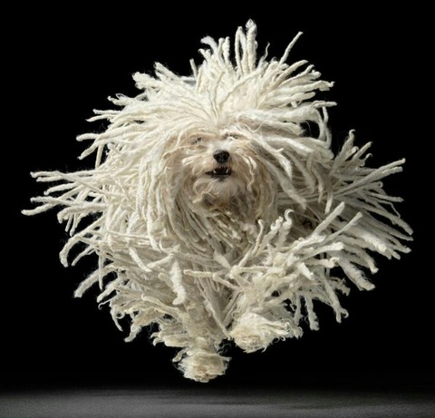 fondos de pantalla dog, carnivoran