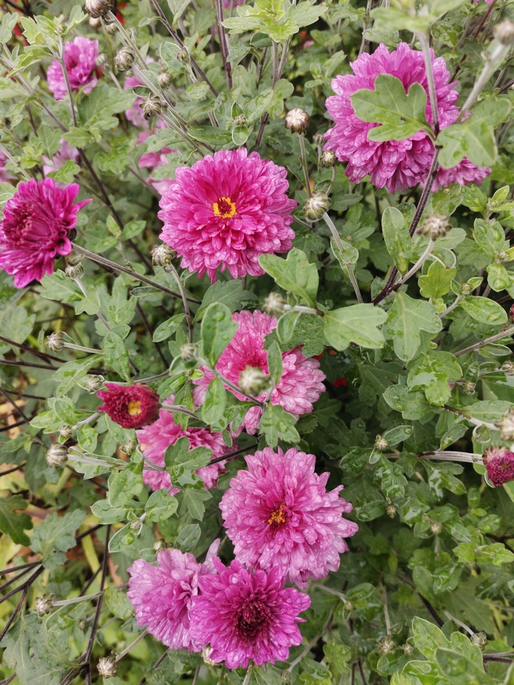 purple