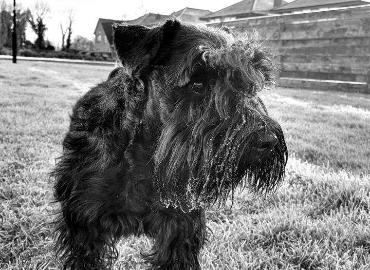 dog