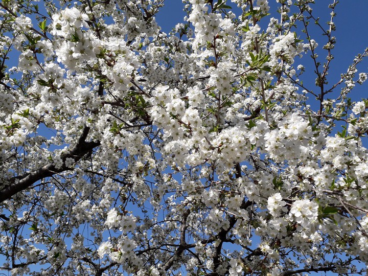 Spring