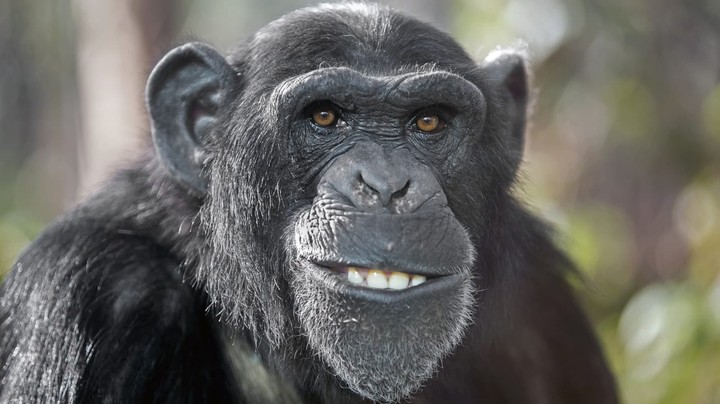Affe