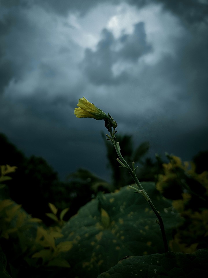 flower