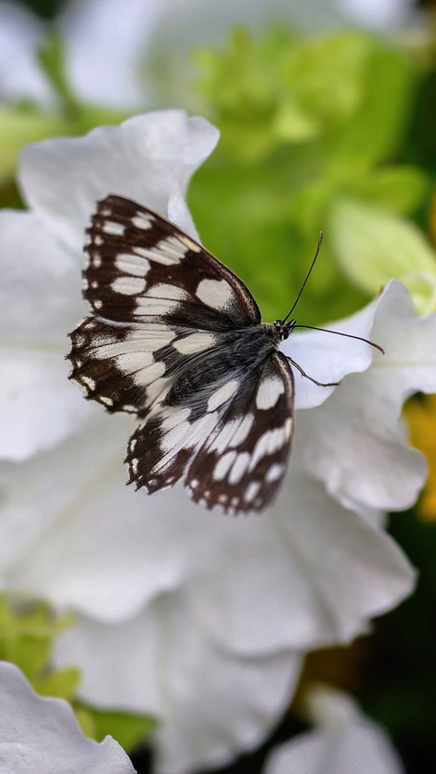 sfondi insect, arthropod