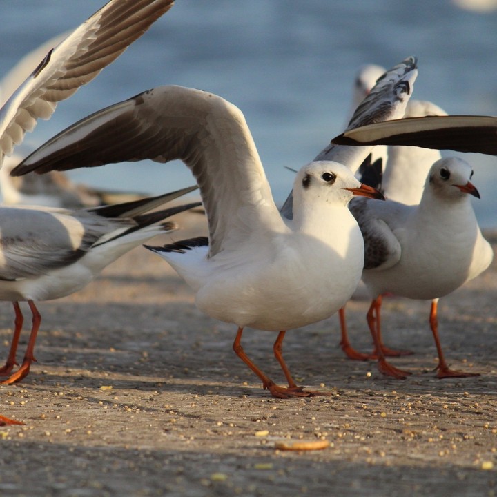 Birds