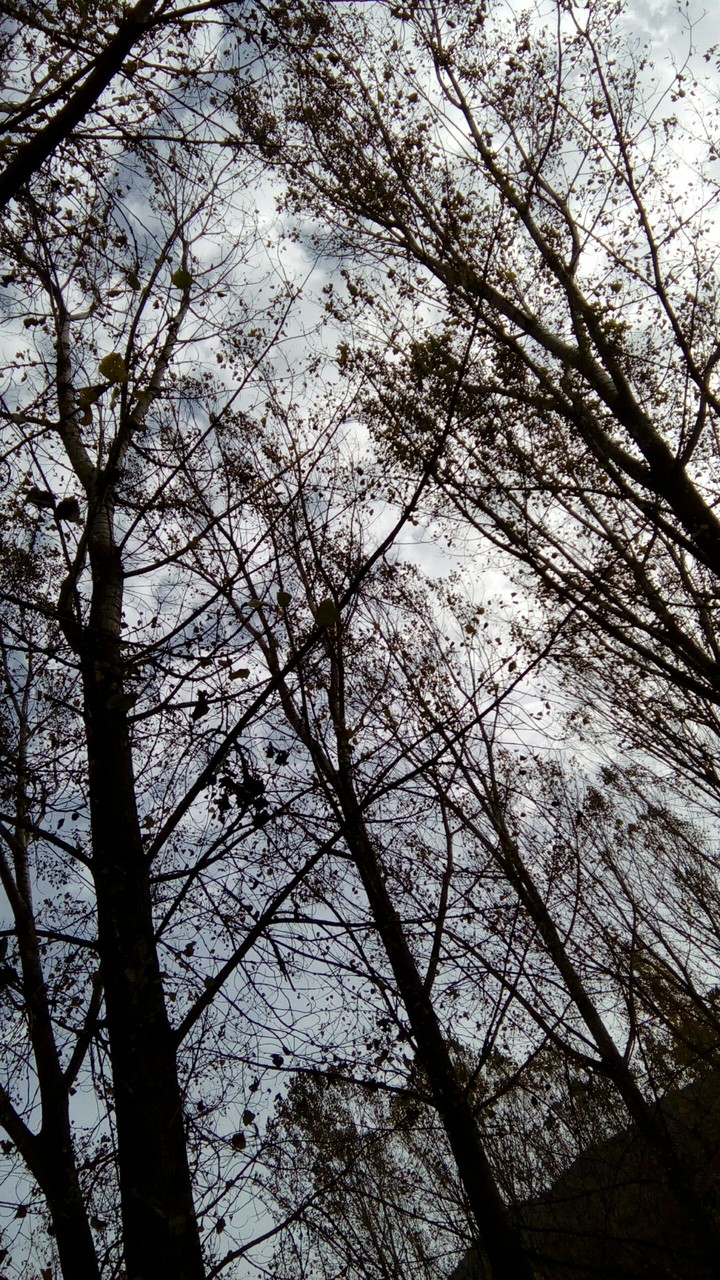 trees