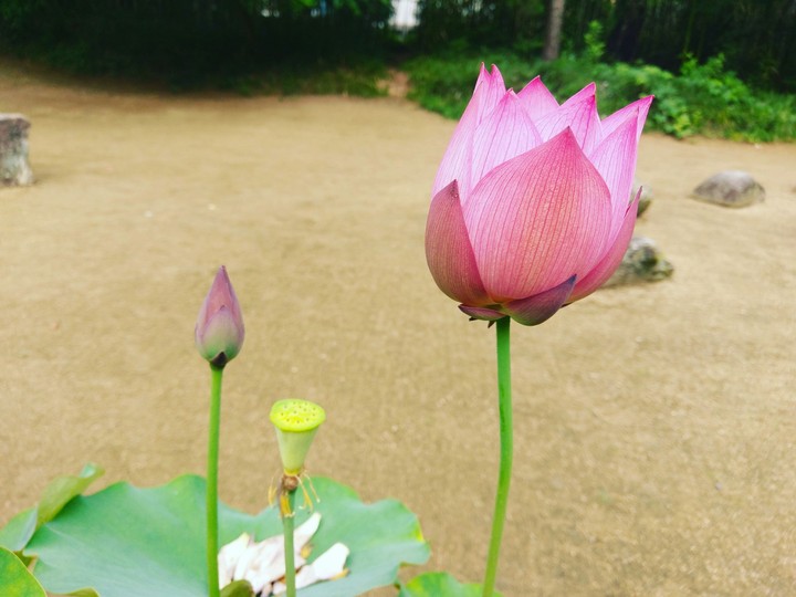 lotus