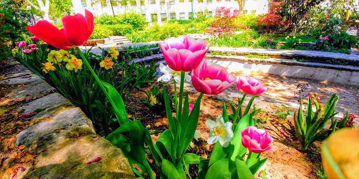 Flowers and magical nature Sensation of ART.