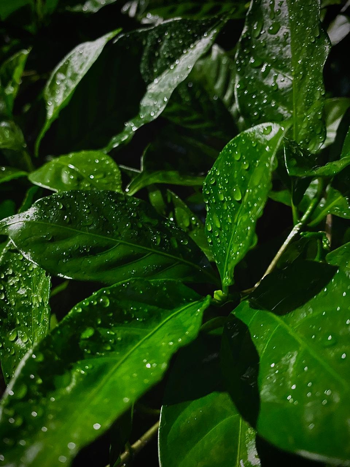 leaves